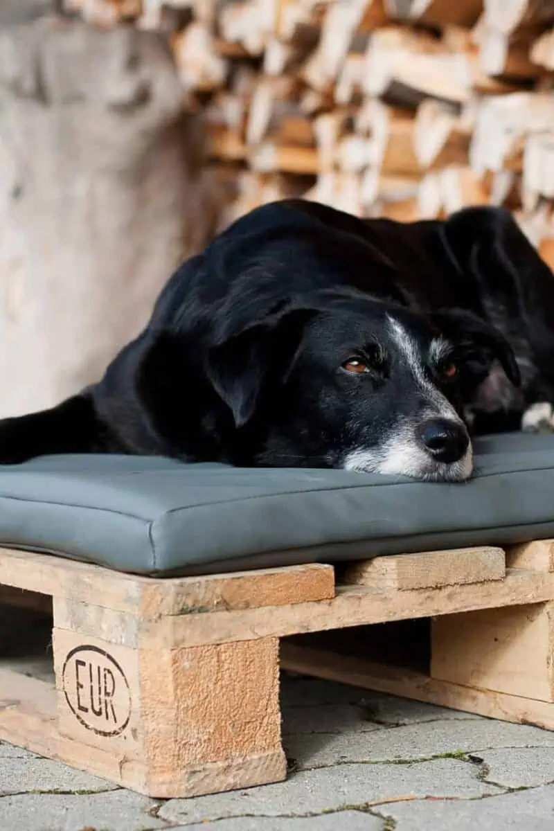 Orthopädische Hundematte Jagdlich Leder von Traumhund®️