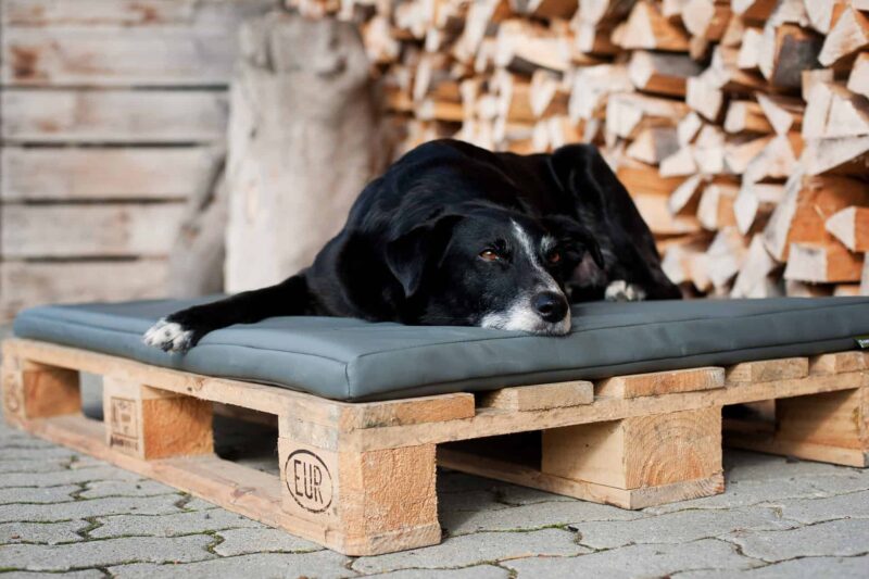 Orthopädische Hundematte Jagdlich Leder Graugans von Traumhund auf Palette