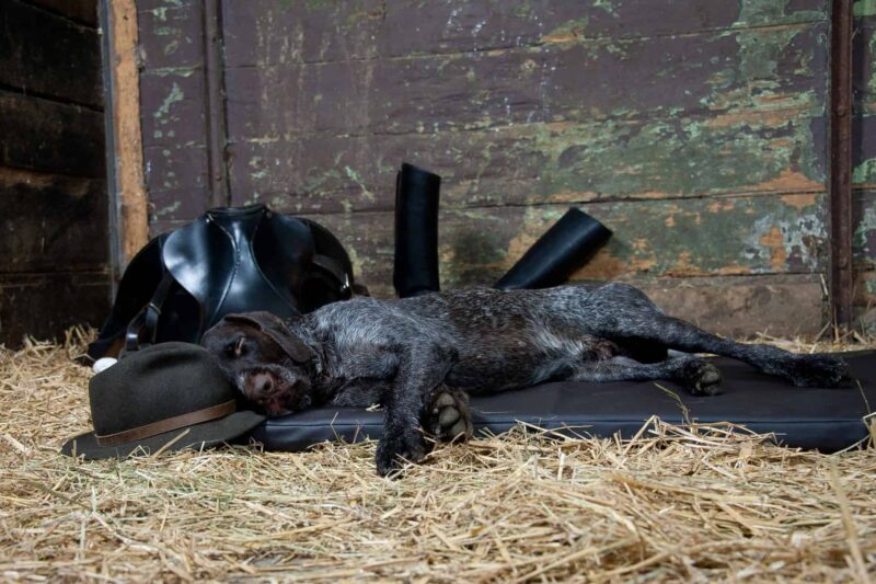 Orthopädische Hundematte Jagdlich Leder Wildschwein von Traumhund