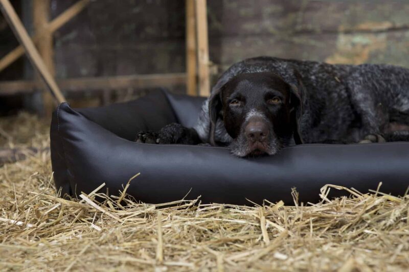 Orthopädisches Hundebett Jagdlich Leder Wildschwein von Traumhund