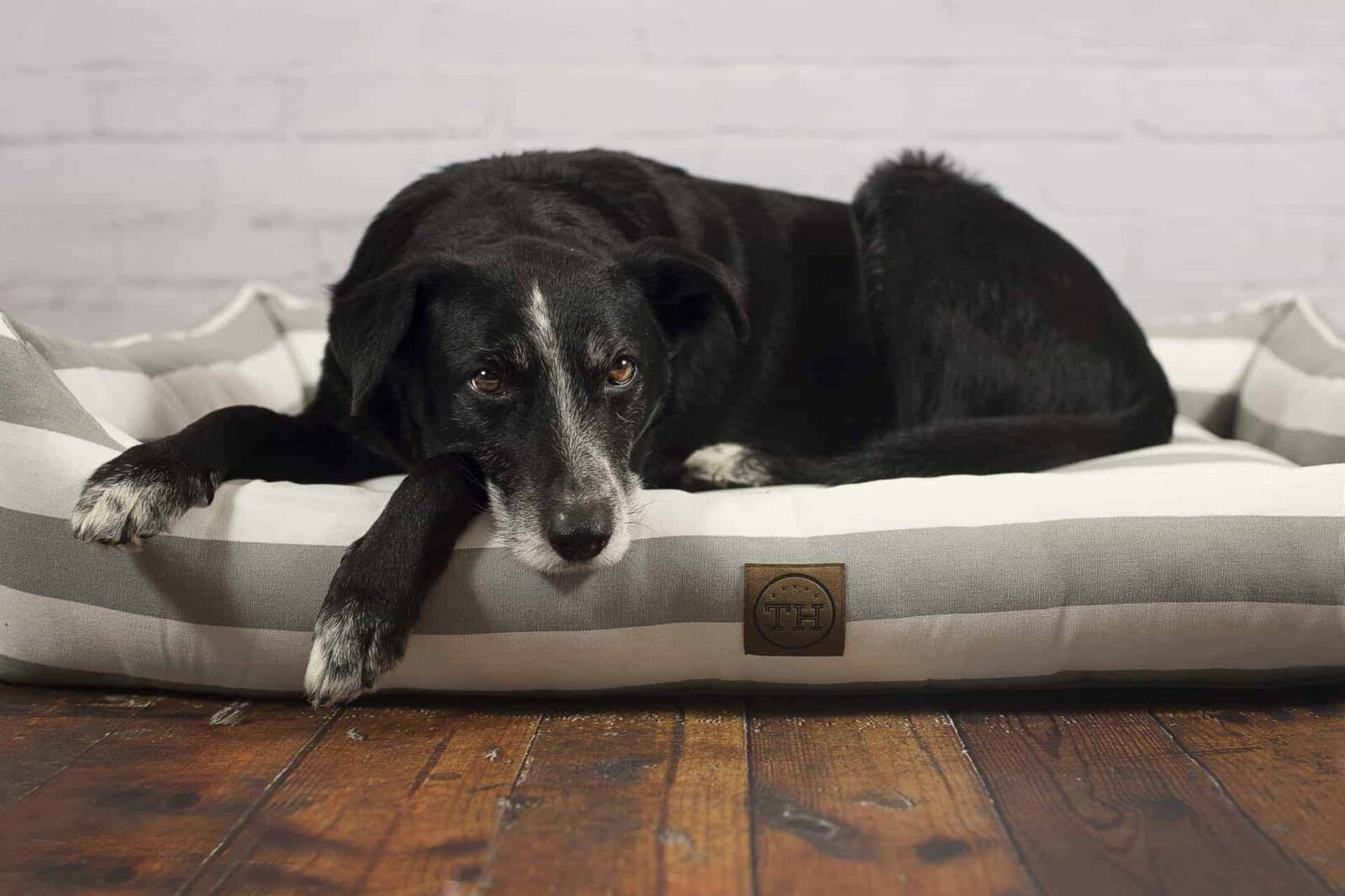 Orthopädisches Hundebett Sylt Grau-Weiß mit Jacob