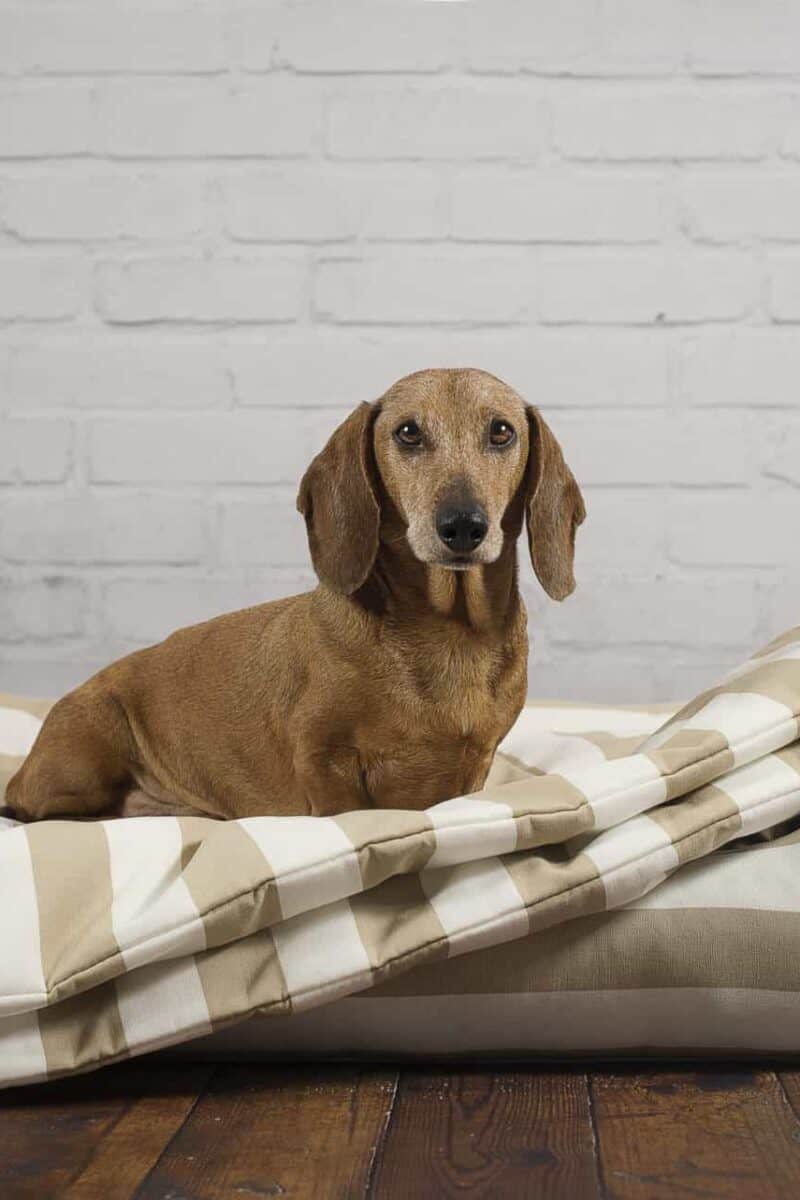 Hundedecke Sylt Beige-Weiß mit orthopädischem Hundebett von Traumhund