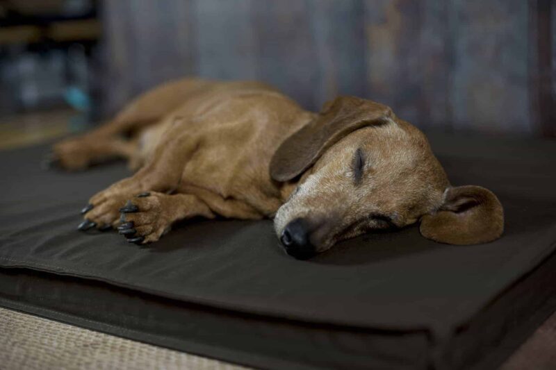 Orthopädische Hundematte Organic 95 Schoko von Traumhund