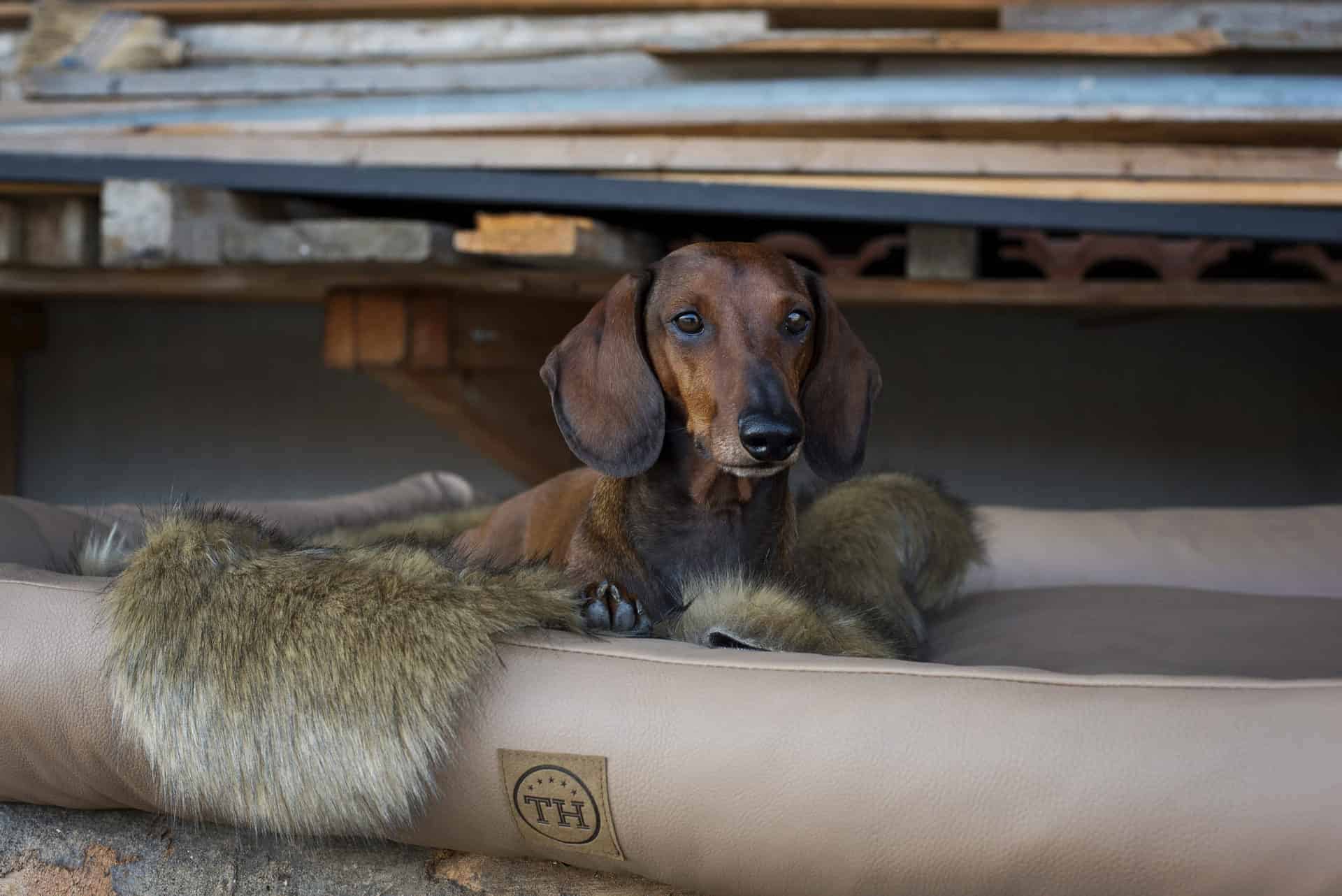 Bezug Jagdlich Leder für Hundematten: Schadstoffgeprüft und wasserdicht