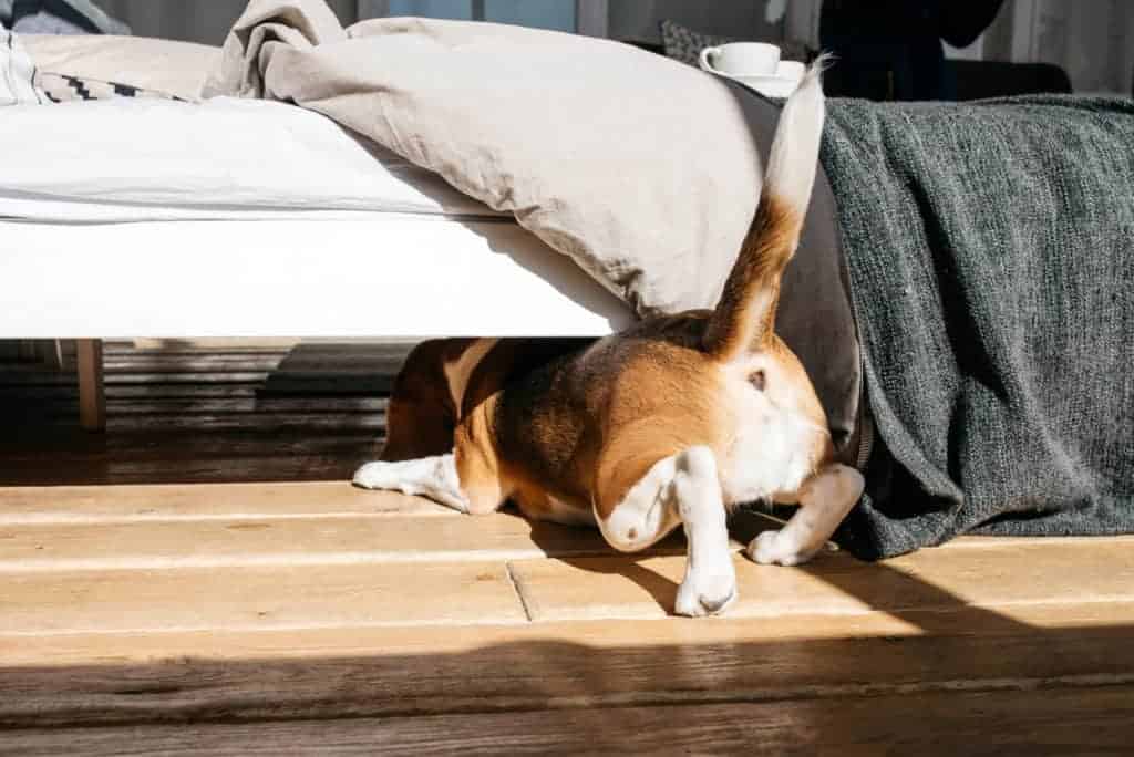 Beagle versteckt sich unter dem Bett