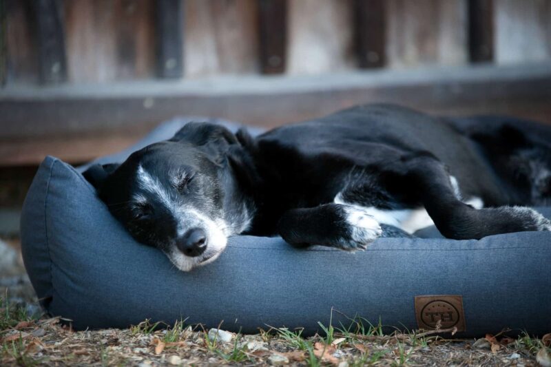 Orthopädisches Hundebett Wallis von Traumhund