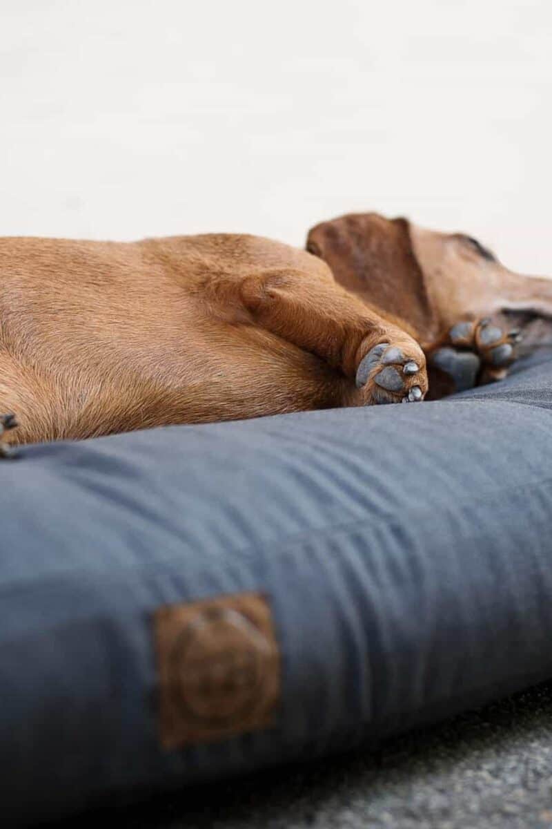 Orthopädisches Hundekissen Wallis von Traumhund