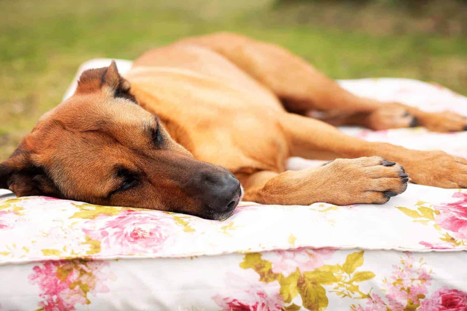Orthopädisches Hundekissen Rosenstolz von Traumhund