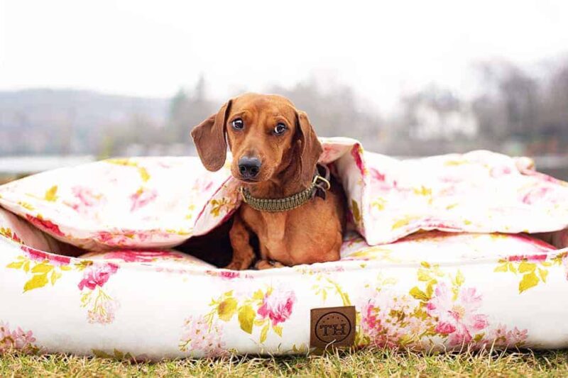 Orthopädisches Hundebett Rosenstolz von Traumhund mit Hundedecke und Dackel