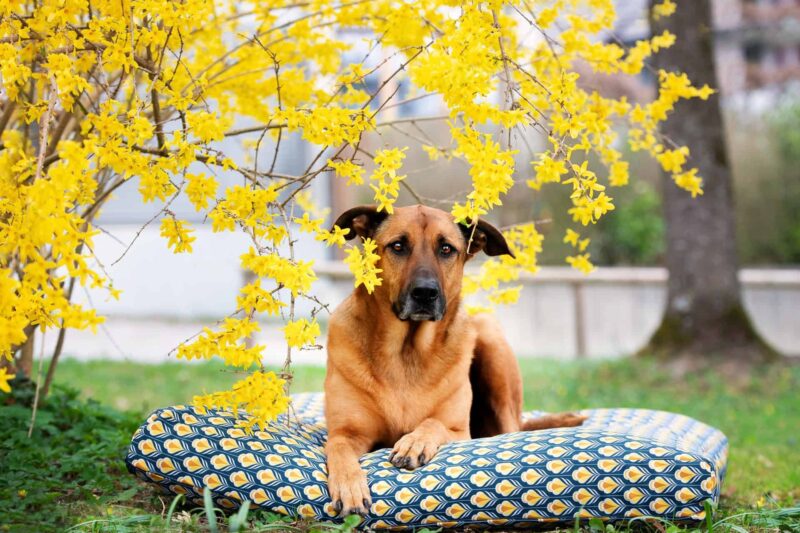 Orthopädisches Hundekissen Sealand Retro von Traumhund