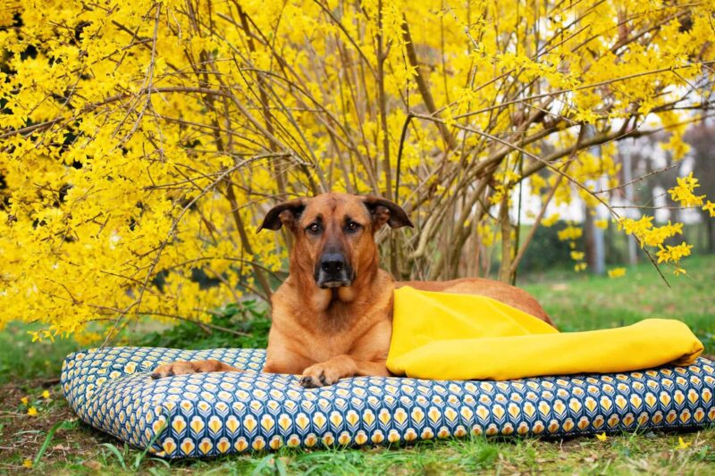 Orthopädisches Hundekissen Sealand Retro von Traumhund mit Hundedecke