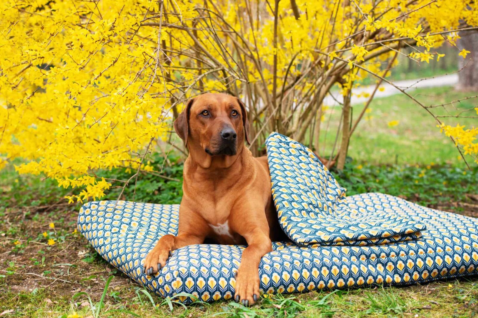 Orthopädisches Hundekissen Sealand Retro von Traumhund mit Hundedecke
