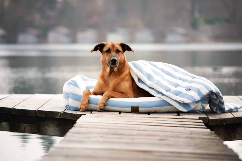 Orthopädisches Hundebett Sylt Blau Weiß mit Ridgeback auf Steg am Wasser