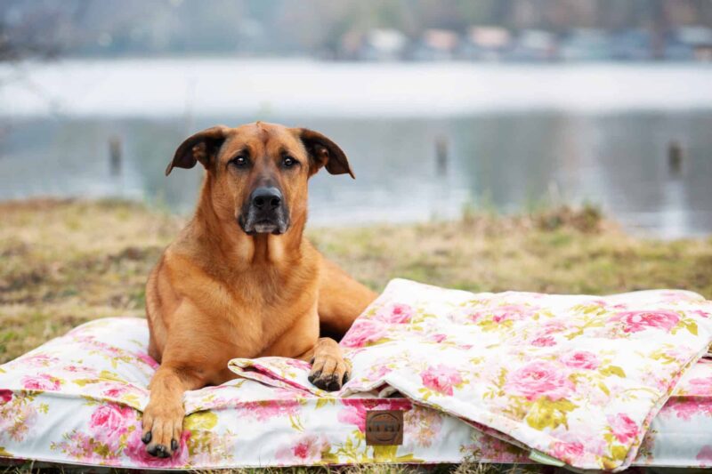 Orthopädische Hundematte und Hundedecke Rosen mit Ridgeback