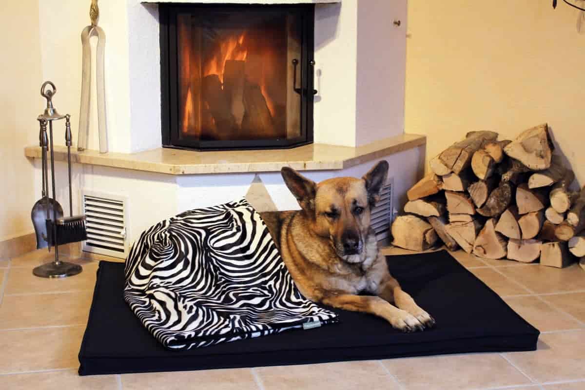 Hundedecke Go Wild Zebra mit Softshell