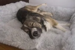Traumhund Balu