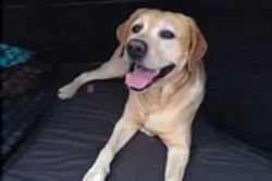 Traumhund Harris vom Loderberg auf seinem orthopädischen Hundekissen