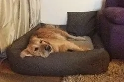 Traumhund Lilly in ihrem orthopädischen Hundebett