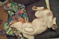 Traumhund Snoopy in seinem orthopädischen Hundebett