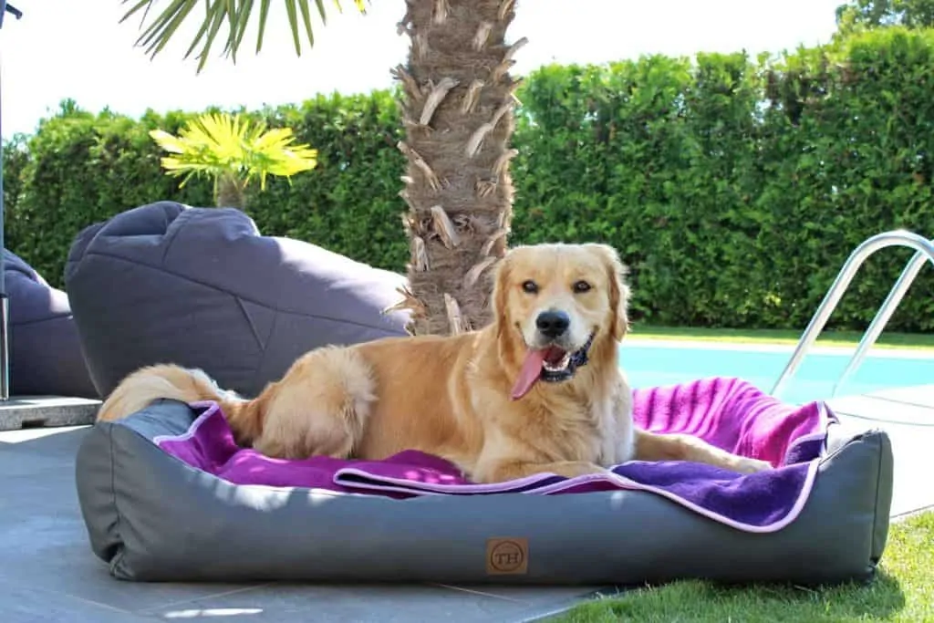 Lodendecke Pink Lila auf Hundebett mit Golden Retriever am Pool