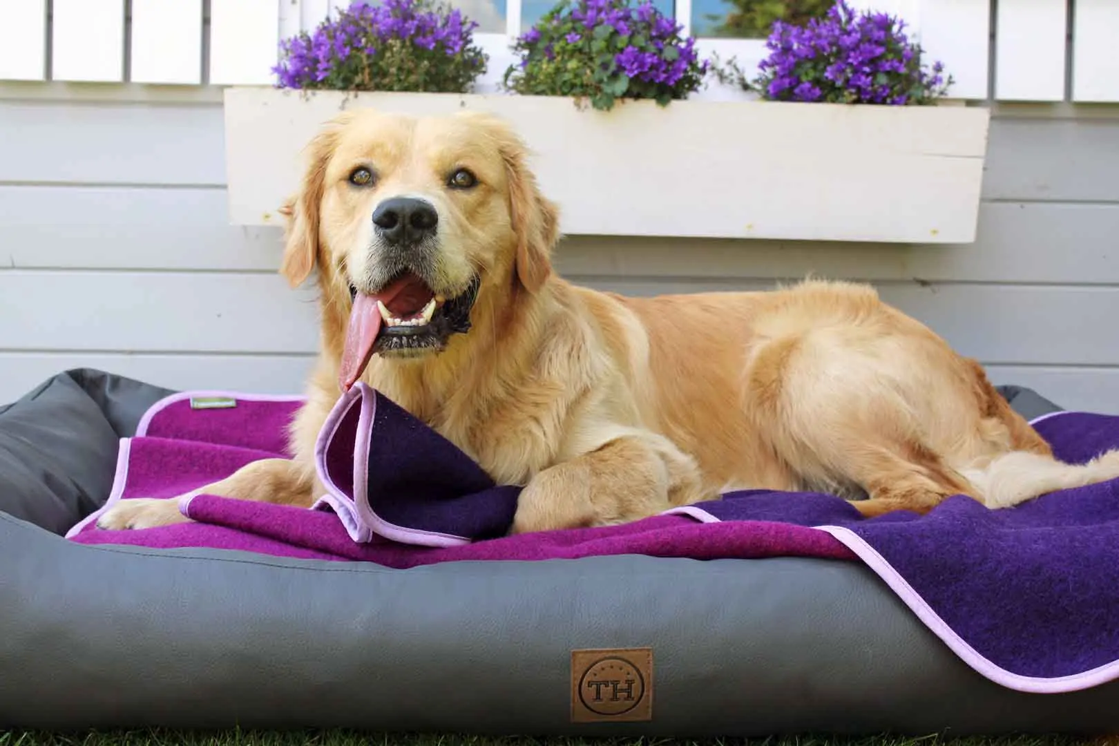 Lodendecke Pink Lila auf Hundebett mit Golden Retriever
