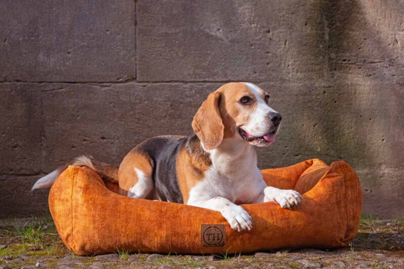 Hundedecke Ornament in Tanne auf Hundebett Vintage-Samt in Gold mit Beagle