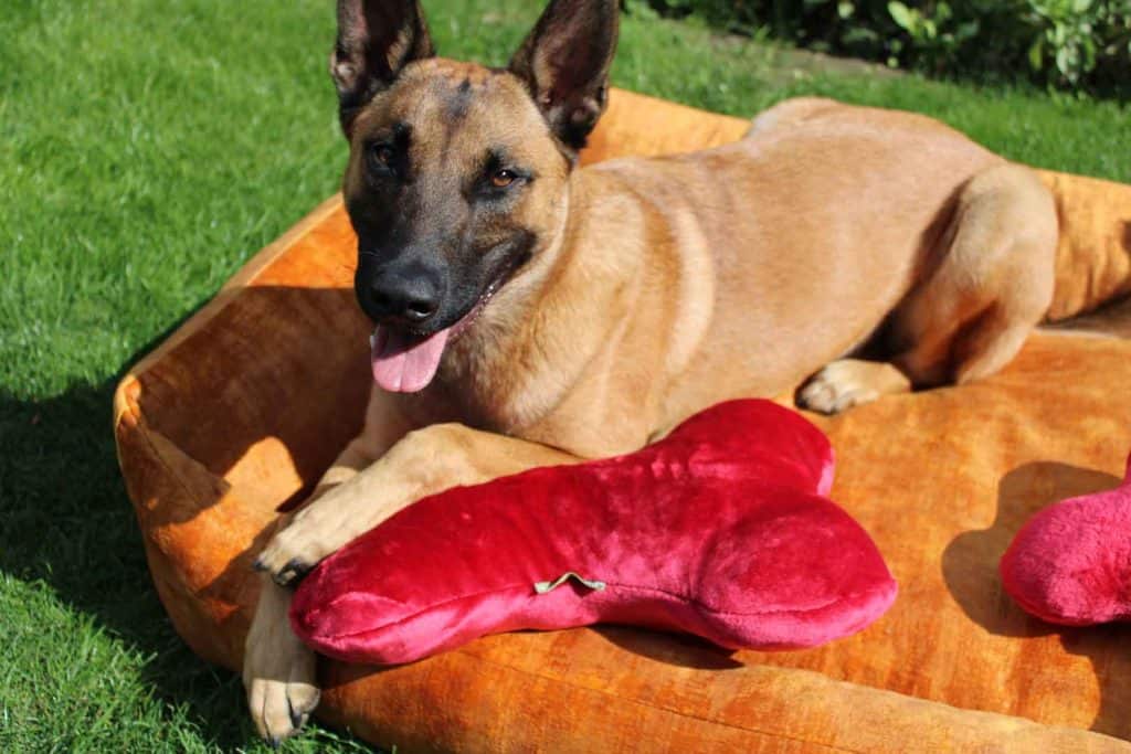 Kopfkissen für Vierbeiner - Traumhund® Pillow Rot mit Malinois