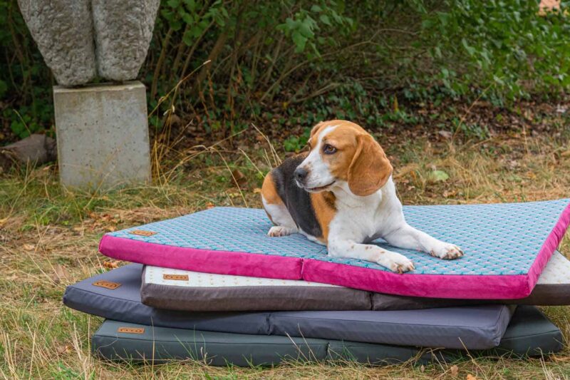 Traveller-Matte Farbübersicht mit Beagle