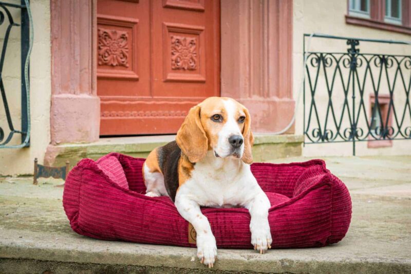 Hundebett Boheme in Bordeaux mit Beagle