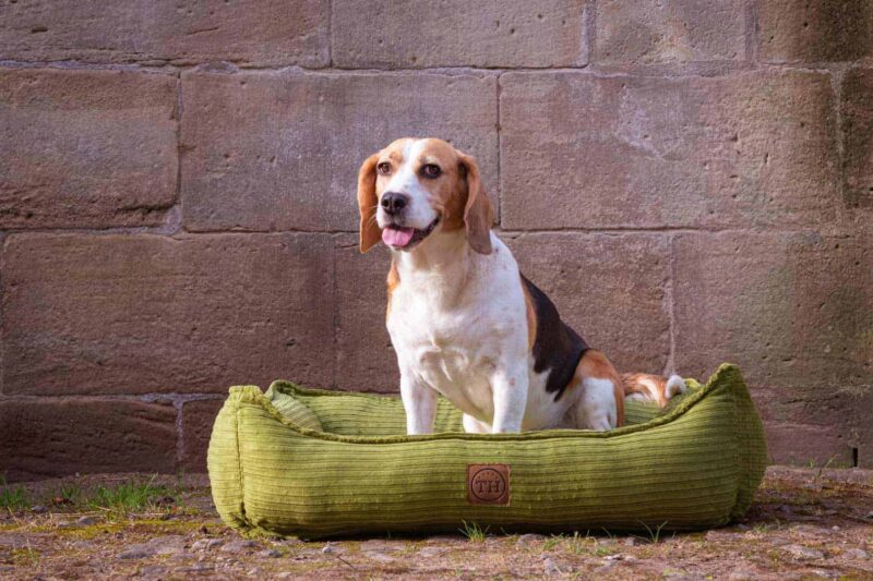 Hundebett Boheme in Grasgrün mit Beagle