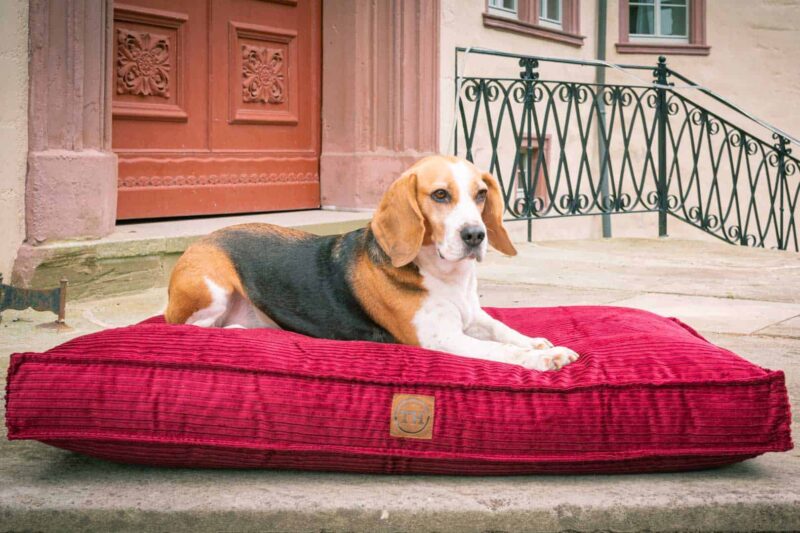 Hundekissen Boheme in Bordeaux mit Beagle
