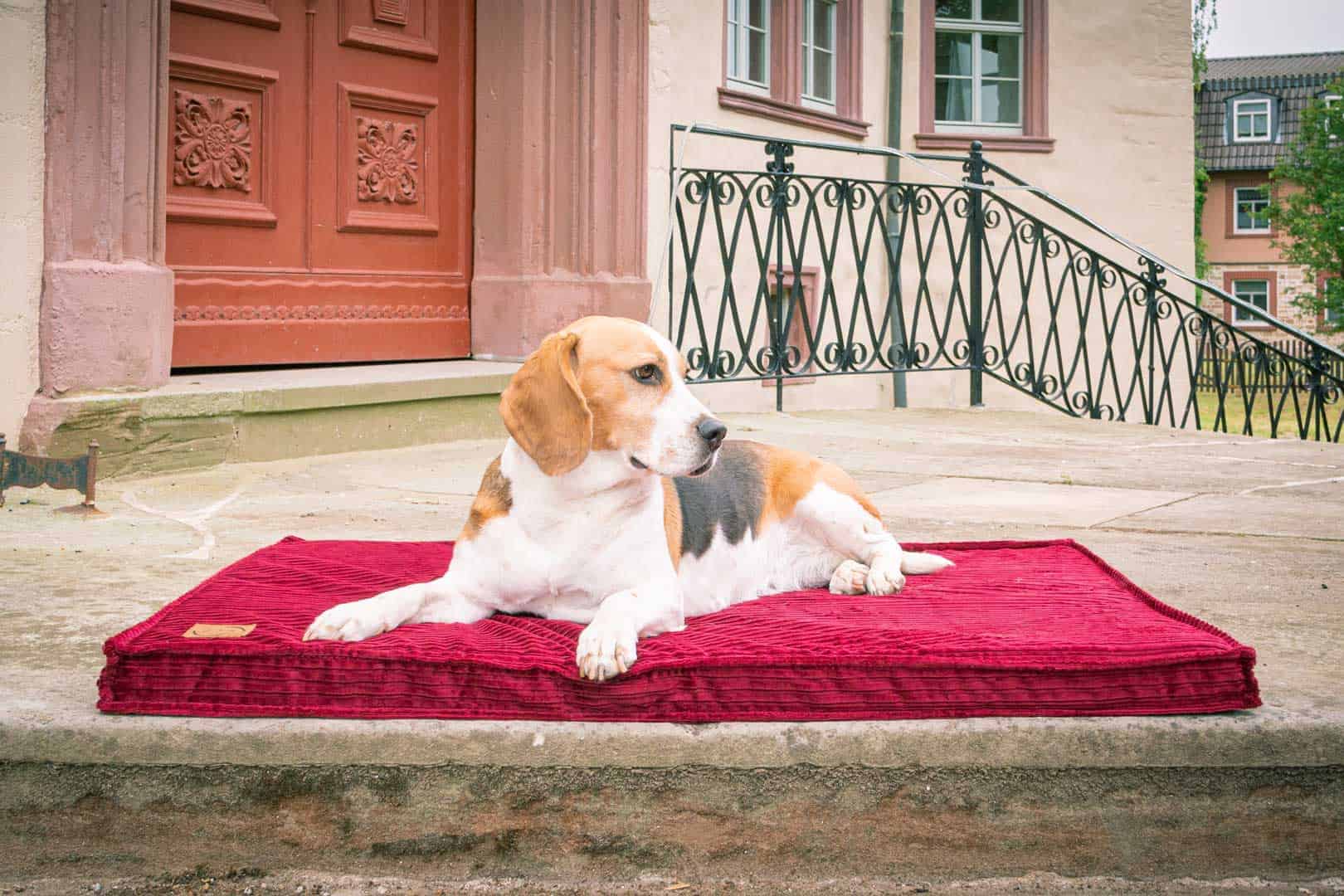 Hundematte Boheme in Bordeaux mit Beagle