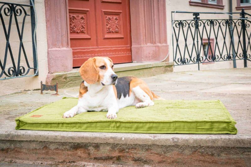 Hundematte Boheme in Grasgrün mit Beagle