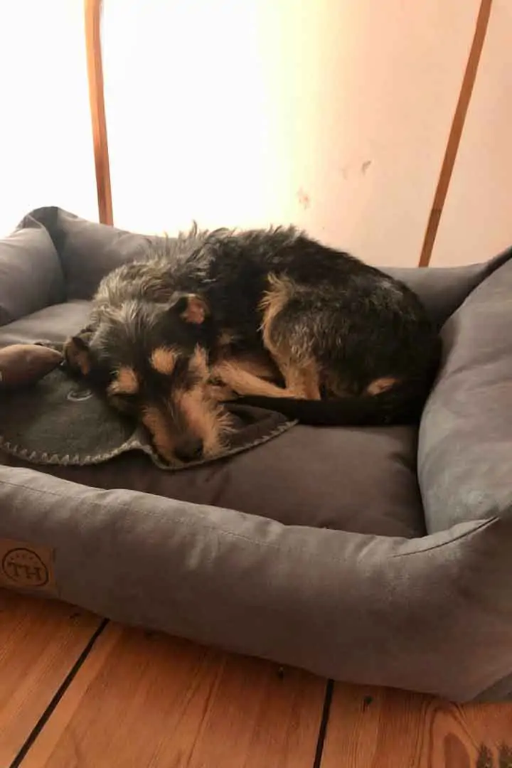 Traumhund Cuquin in seinem orthopädischen Hundebett von Traumhund