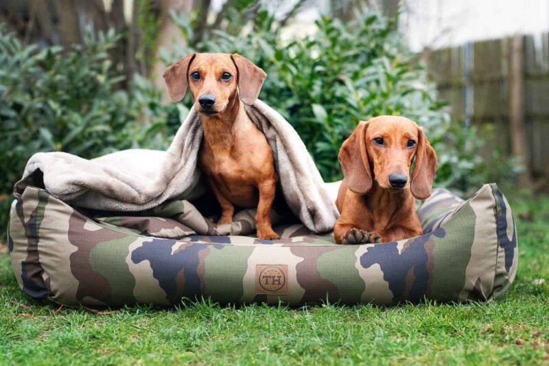 Hundebett und Hundedecke Adventure Camouflage mit Dackel