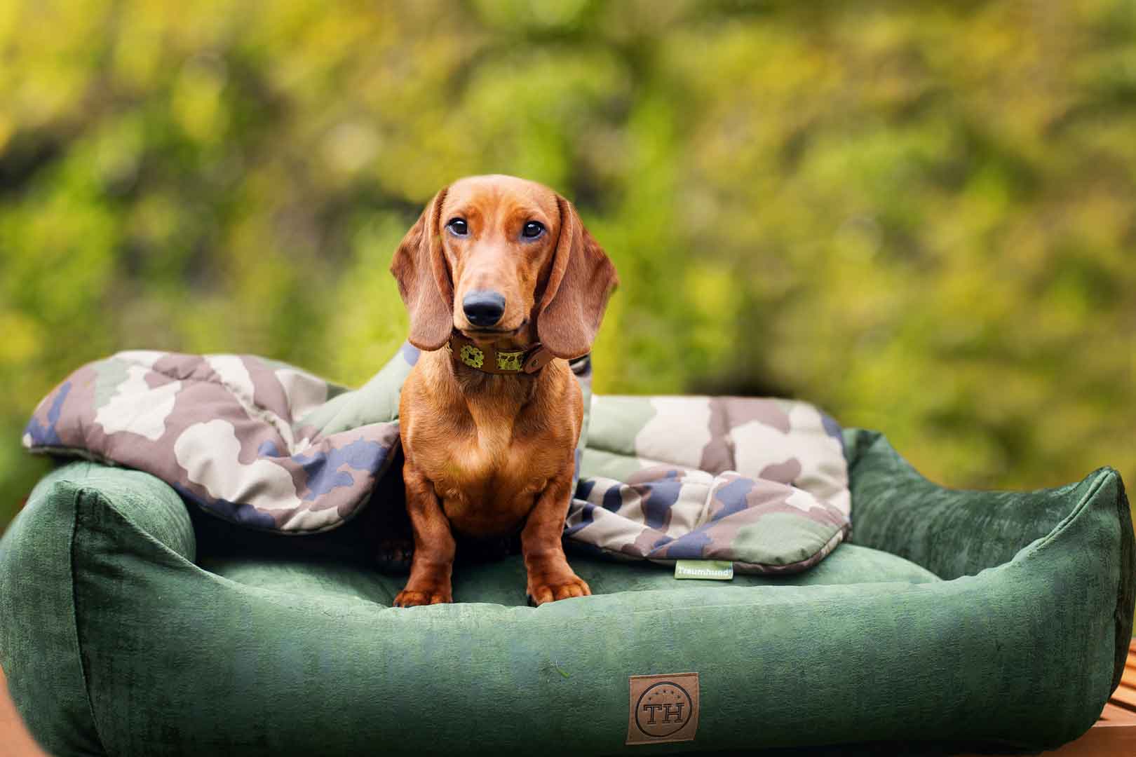 Hundebett Vintage Samt Dunkelgrün und Hundedecke Adventure Camouflage mit Dackel