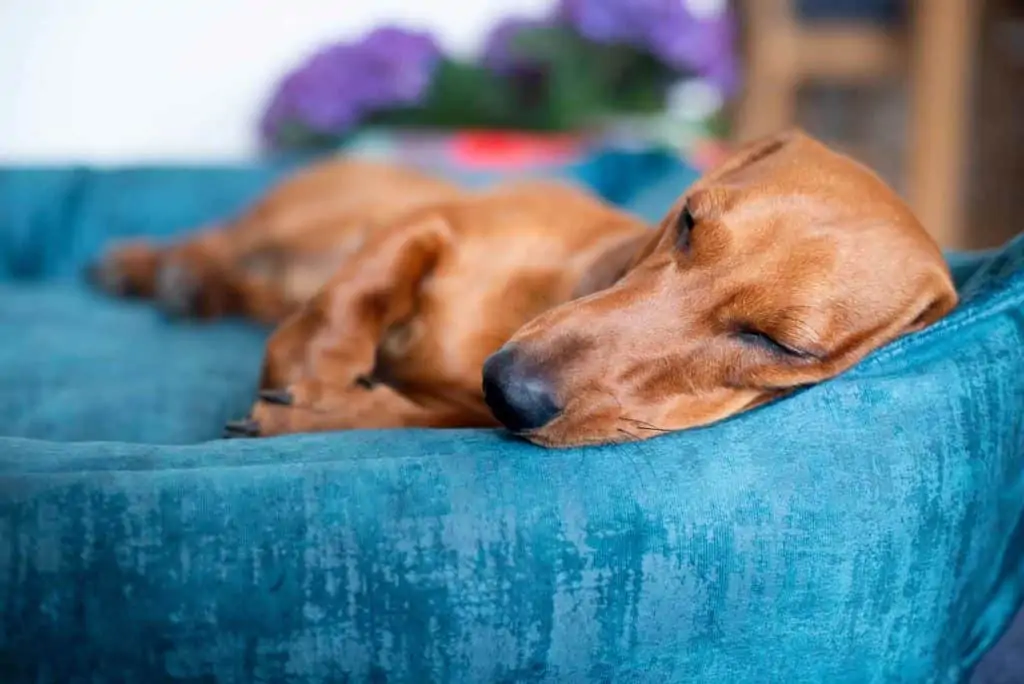 Hundebett Vintage-Samt Royal-Blau und mit schlafendem Dackel