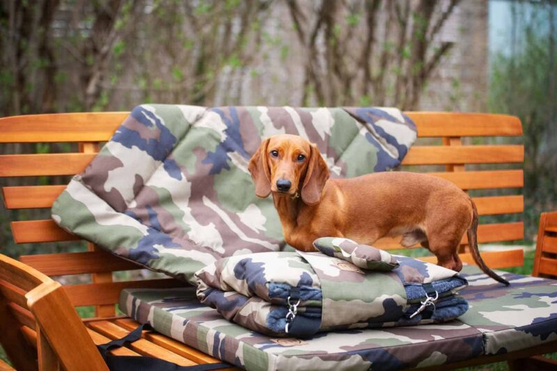 Hundematte, Hundedecke und Picknick-Outdoordecke Adventure Camouflage mit Dackel