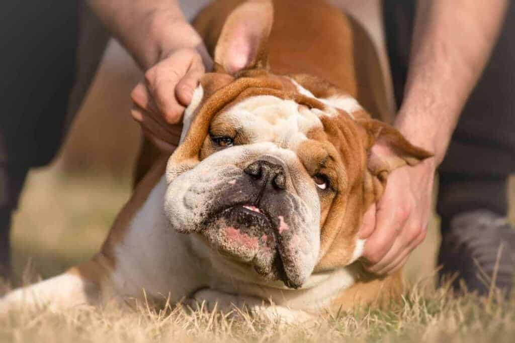 Bandscheibenvorfall beim Hund behandeln