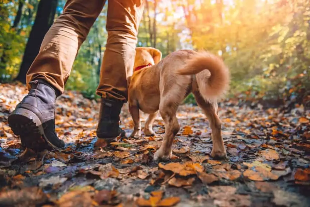 Wandern mit dem Hund zur Vorbeugung von Bandscheibenvorfällen