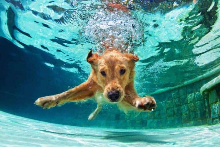 Unterwasserfoto eines Golden Labrador Retriever Welpen im Schwimmbad