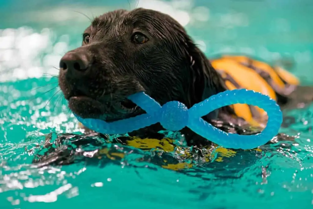 Hund bei der Schwimmstunde