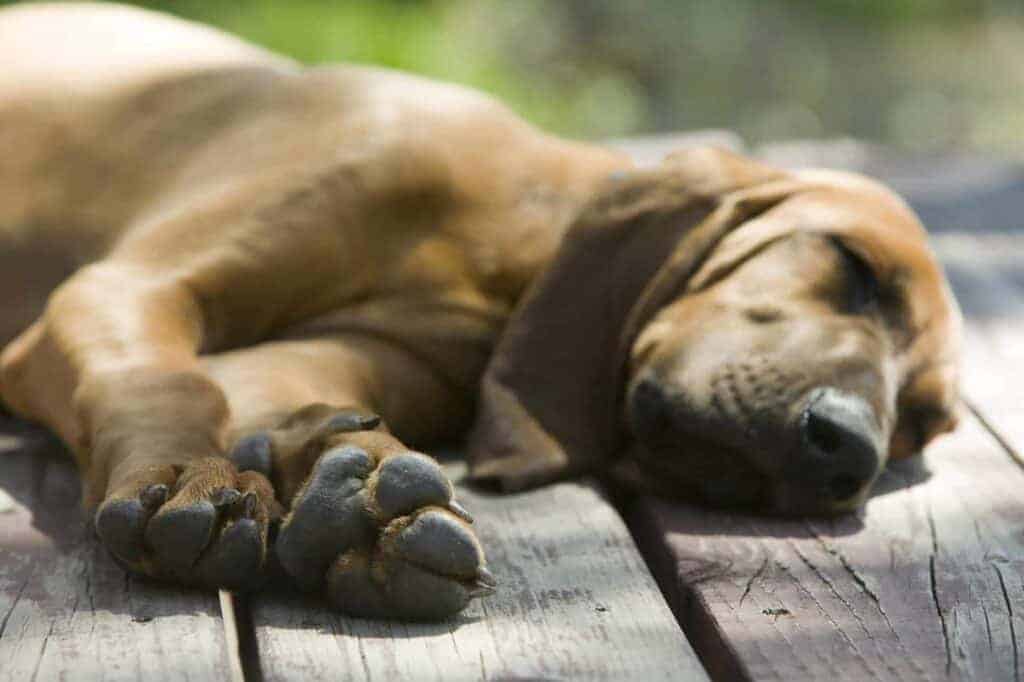 Hund liegt auf einer Holzveranda und schläft in der Sonne
