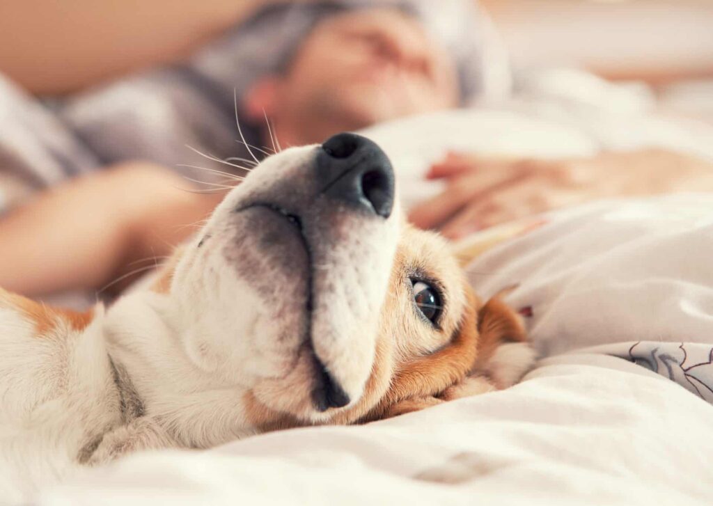 Beagle entspannt mit Halter im Bett