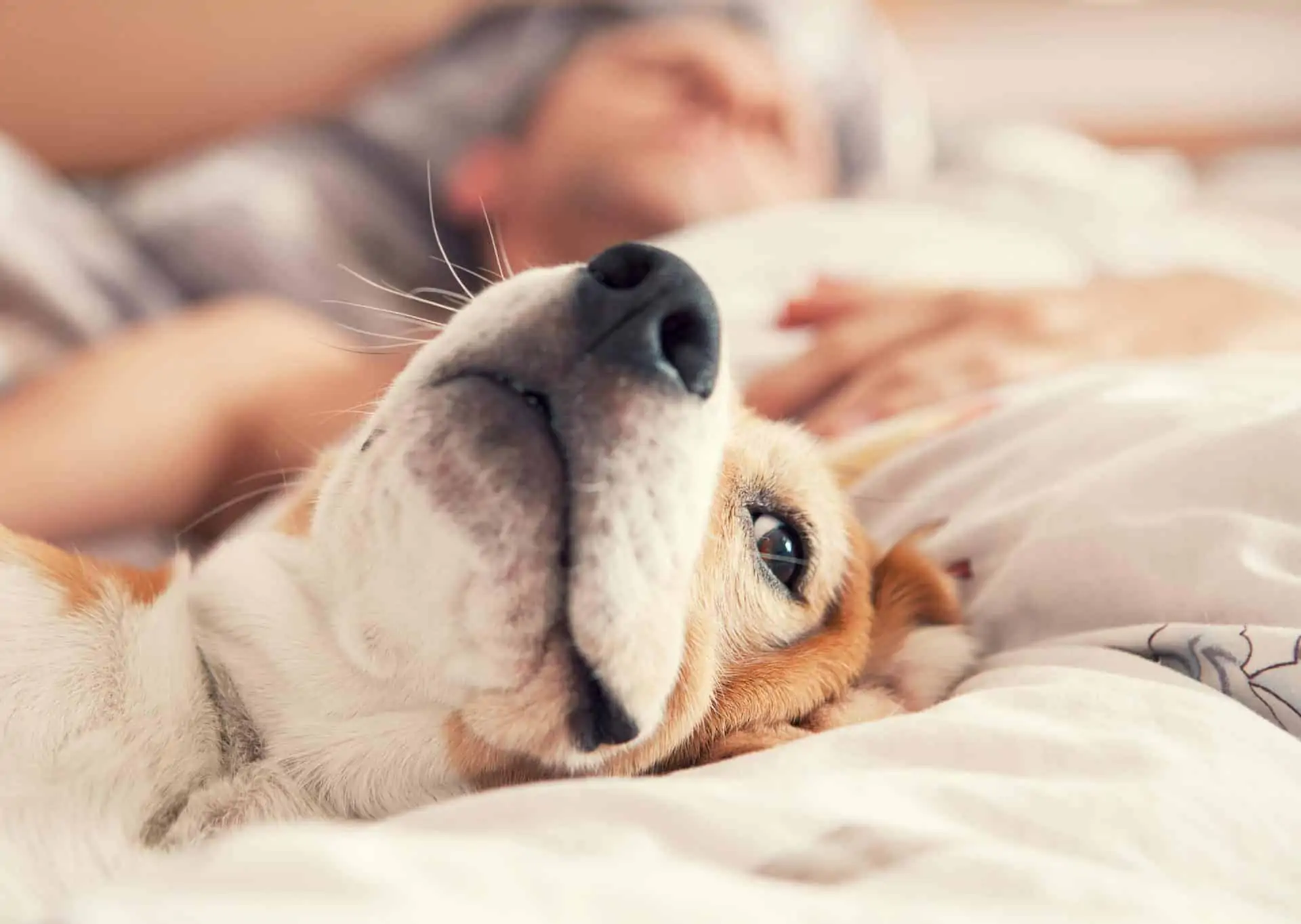 Beagle entspannt mit Halter im Bett