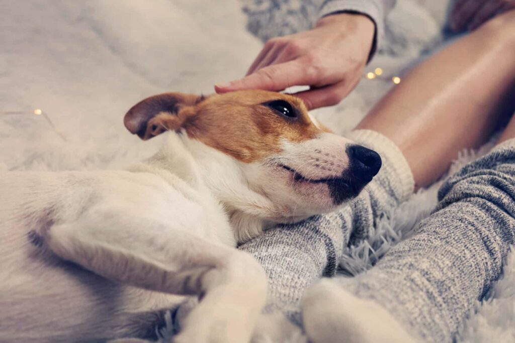 glücklich kuschelnder Hund sucht Körperkontakt auf Sofa
