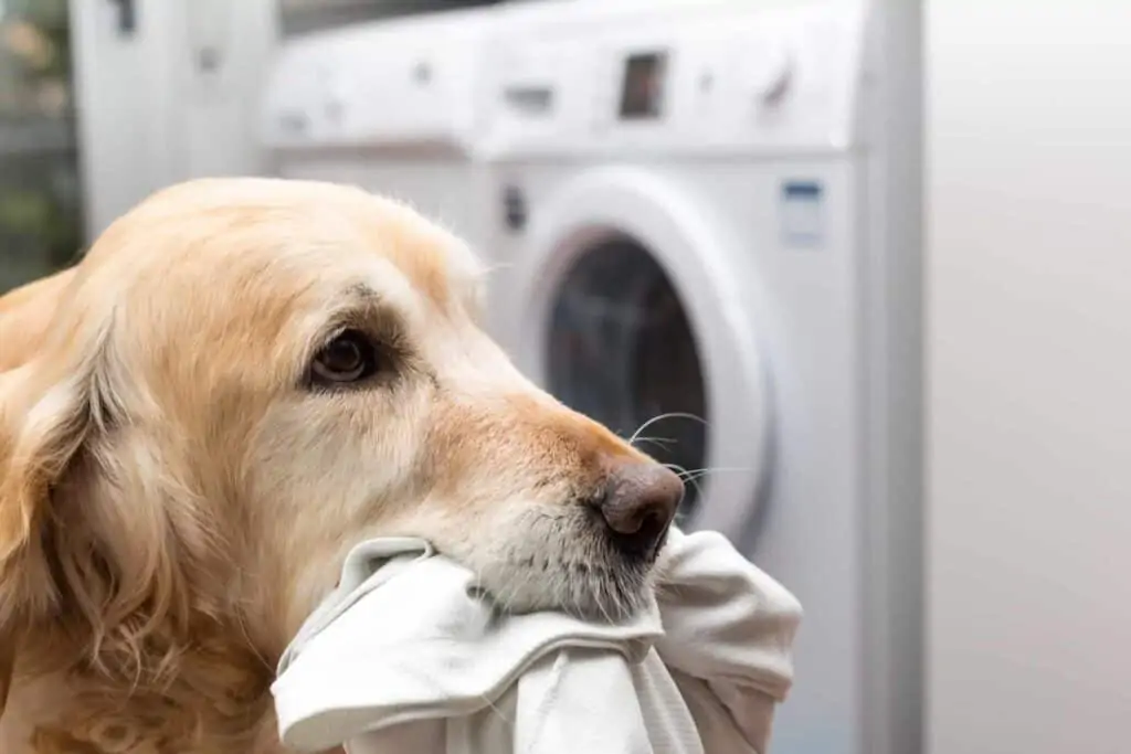 Golden Retriever beim Wäsche Waschen