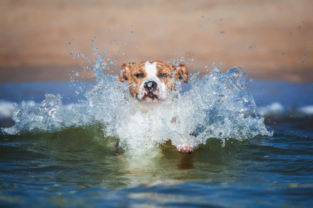 Schwimmender Staffordshire Terrier