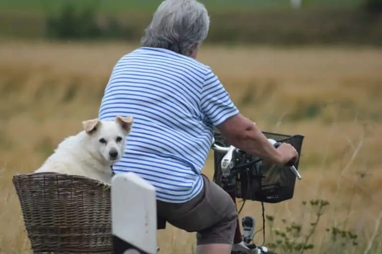 Alter Hund sitzt in einem Körbchen und fährt Fahrrad