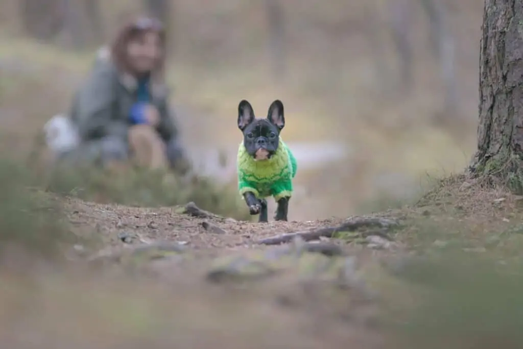 Französische Bulldogge in einem Wald mit dem Betreuer im Hintergrund
